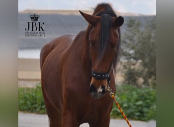 PRE, Gelding, 4 years, 17.2 hh, Brown