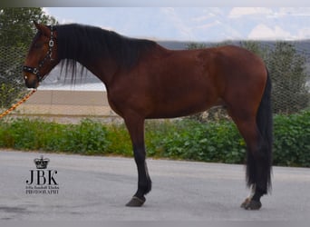 PRE, Gelding, 4 years, 17.2 hh, Brown