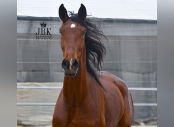 PRE, Gelding, 4 years, 17.2 hh, Brown