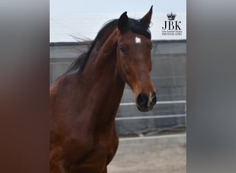 PRE, Gelding, 4 years, 17.2 hh, Brown