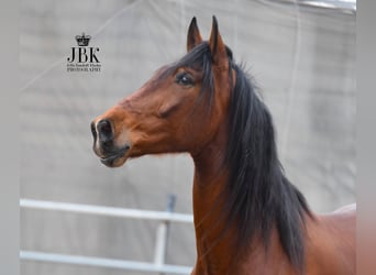 PRE, Gelding, 4 years, 17.2 hh, Brown