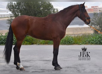 PRE, Gelding, 4 years, 17.2 hh, Brown