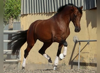 PRE, Gelding, 4 years, 17 hh, Brown