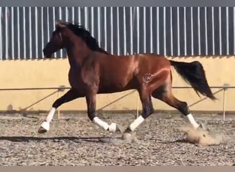 PRE, Gelding, 4 years, 17 hh, Brown