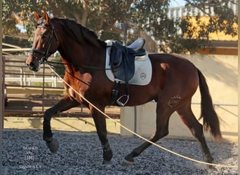 PRE, Gelding, 4 years, 17 hh, Brown