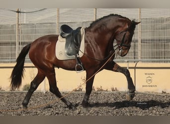 PRE, Gelding, 4 years, 17 hh, Brown