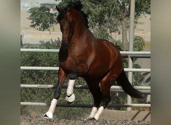 PRE, Gelding, 4 years, 17 hh, Brown