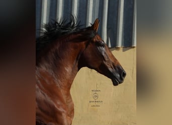 PRE, Gelding, 4 years, 17 hh, Brown