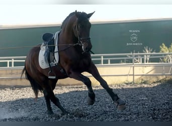 PRE, Gelding, 4 years, 17 hh, Brown