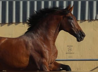 PRE, Gelding, 4 years, 17 hh, Brown