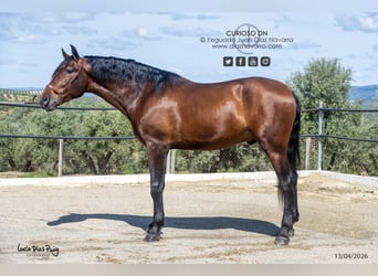 PRE, Gelding, 4 years, 17,2 hh, Brown