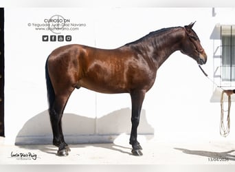 PRE, Gelding, 4 years, 17,2 hh, Brown