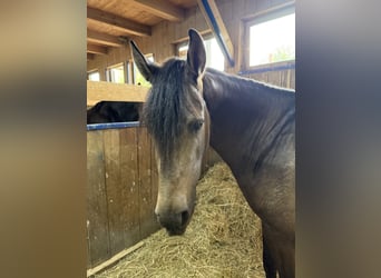 PRE Mix, Gelding, 4 years, Buckskin