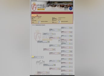 PRE Mix, Gelding, 4 years, Buckskin