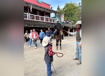PRE Mix, Gelding, 4 years, Buckskin