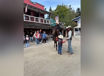 PRE Mix, Gelding, 4 years, Buckskin