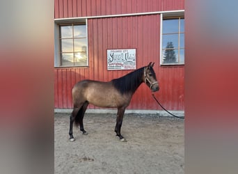 PRE Mix, Gelding, 4 years, Buckskin
