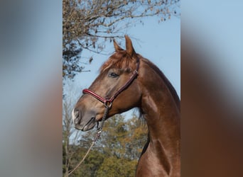 PRE Mix, Gelding, 4 years, Chestnut-Red