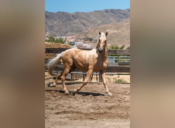 PRE Mix, Gelding, 4 years, Palomino