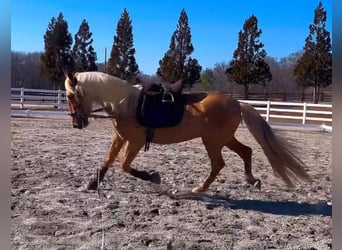 PRE, Gelding, 4 years, Palomino