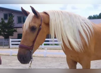 PRE, Gelding, 4 years, Palomino