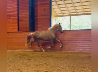 PRE, Gelding, 4 years, Palomino