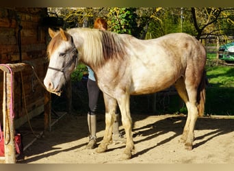 PRE Mix, Gelding, 4 years, Tobiano-all-colors