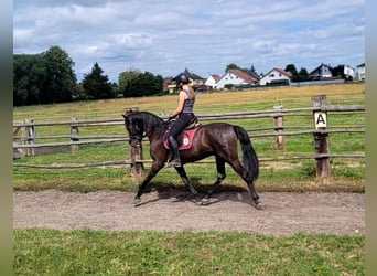 PRE Mix, Gelding, 5 years, 15.1 hh, Bay-Dark