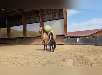 PRE, Gelding, 5 years, 15.1 hh, Dun