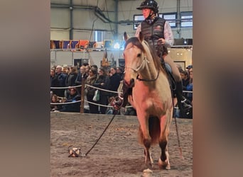 PRE Mix, Gelding, 5 years, 15.1 hh, Dun