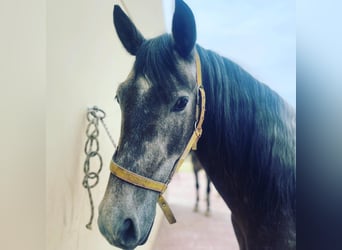 PRE Mix, Gelding, 5 years, 15.1 hh, Gray-Red-Tan