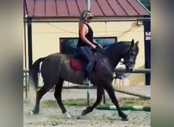 PRE Mix, Gelding, 5 years, 15.1 hh, Gray-Red-Tan