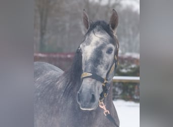 PRE, Gelding, 5 years, 15.1 hh, Grey-Blue-Tan