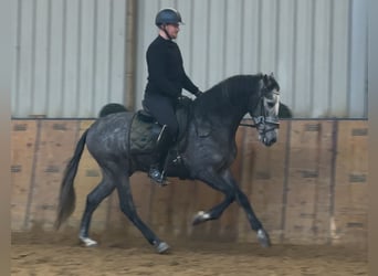 PRE, Gelding, 5 years, 15.1 hh, Grey-Blue-Tan