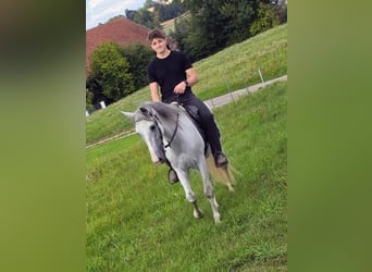 PRE, Gelding, 5 years, 15.1 hh, Grey