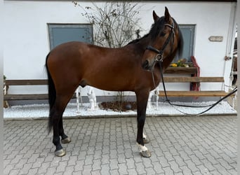 PRE, Gelding, 5 years, 15.2 hh, Bay-Dark