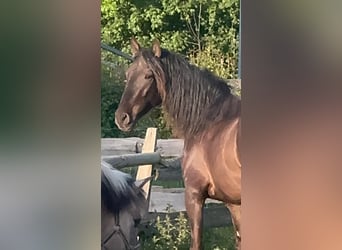 PRE Mix, Gelding, 5 years, 15.2 hh, Black