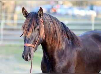PRE Mix, Gelding, 5 years, 15.2 hh, Black