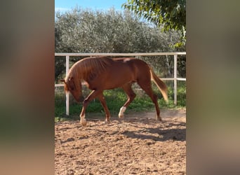 PRE, Gelding, 5 years, 15.2 hh, Brown