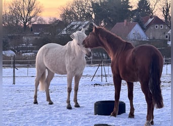 PRE, Gelding, 5 years, 15.2 hh, Chestnut-Red