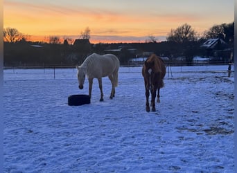 PRE, Gelding, 5 years, 15.2 hh, Chestnut-Red