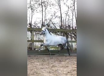 PRE, Gelding, 5 years, 15.2 hh, Grey