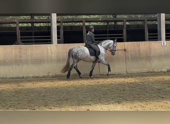 PRE, Gelding, 5 years, 15.2 hh, Grey