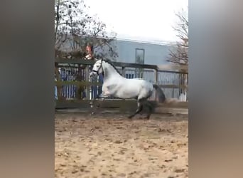 PRE, Gelding, 5 years, 15.2 hh, Grey