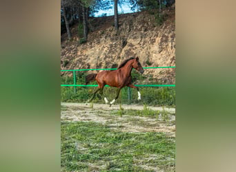 PRE Mix, Gelding, 5 years, 15.2 hh, Sorrel PRE Mix, Gelding, 5 years, 15.2 hh, Sorrel