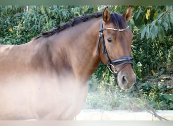 PRE, Gelding, 5 years, 15.3 hh, Brown