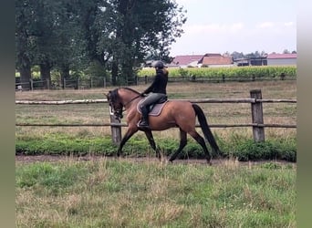 PRE Mix, Gelding, 5 years, 15.3 hh, Brown