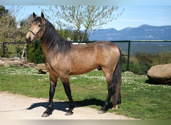 PRE Mix, Gelding, 5 years, 15.3 hh, Dun