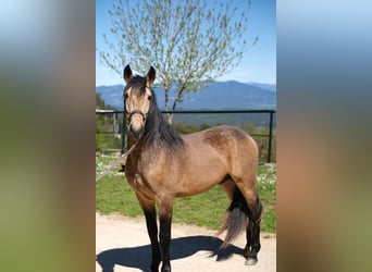 PRE Mix, Gelding, 5 years, 15.3 hh, Dun