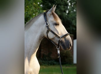 PRE Mix, Gelding, 5 years, 15.3 hh, Gray-Red-Tan